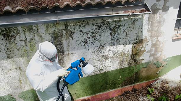 Trusted Black Mold Removal service in Island Lake, IL - Cheap Mold Removal